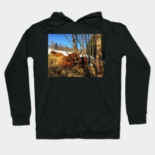 Scottish Highland Cattle Cows and Calf 1727 Hoodie